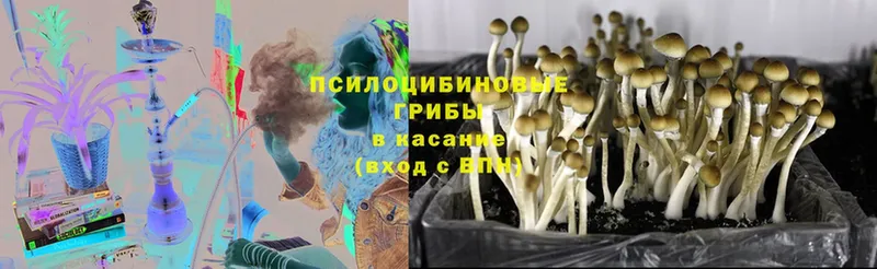 Галлюциногенные грибы GOLDEN TEACHER  Кимовск 